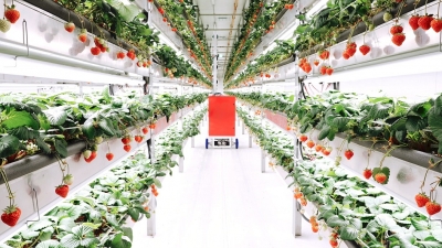 安川電機と資本業務提携、植物工場の完全自動化を目指す／Oishii Farm Corpor……