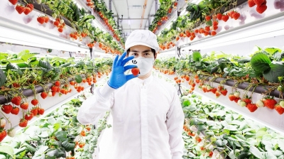 Oishii Farmが200億円調達、安川電機などが出資