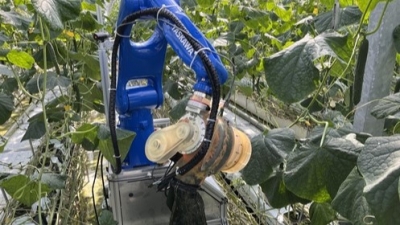 キュウリの葉かき作業ロボット、本格導入へ／安川電機