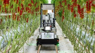 ミニトマトの全自動収穫ロボットの受注を欧州で開始／デンソー