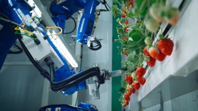 植物工場のベンチャー企業が30億円を追加調達／Oishii Farm Corporatio……
